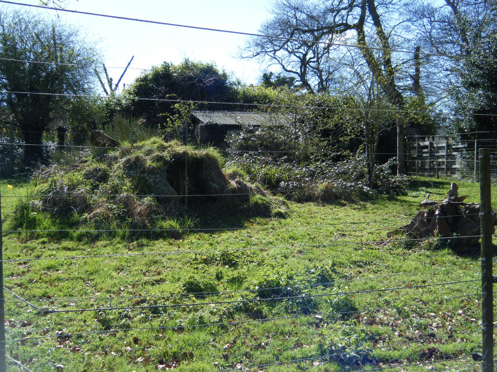 Maned Wolf smaller enclosure