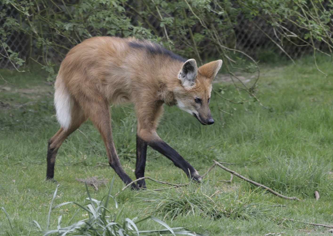 Maned wolf strolling