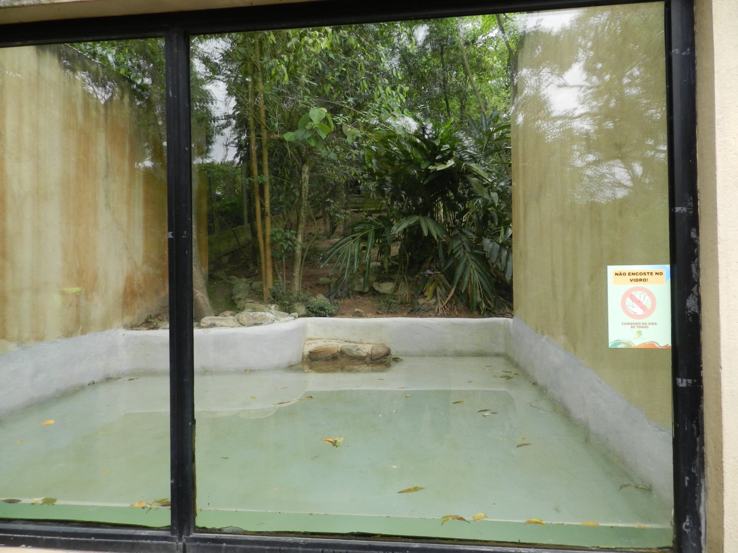 Maned wolf "underwater viewing" - Zoo São Paulo
