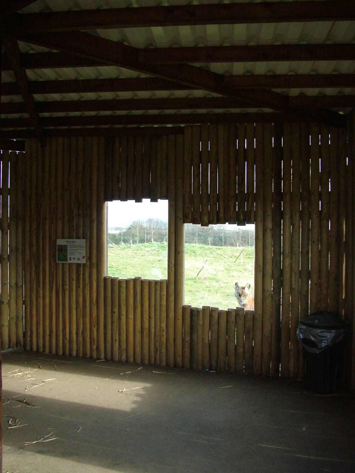 Maned Wolf viewing at Hamerton 05/04/10