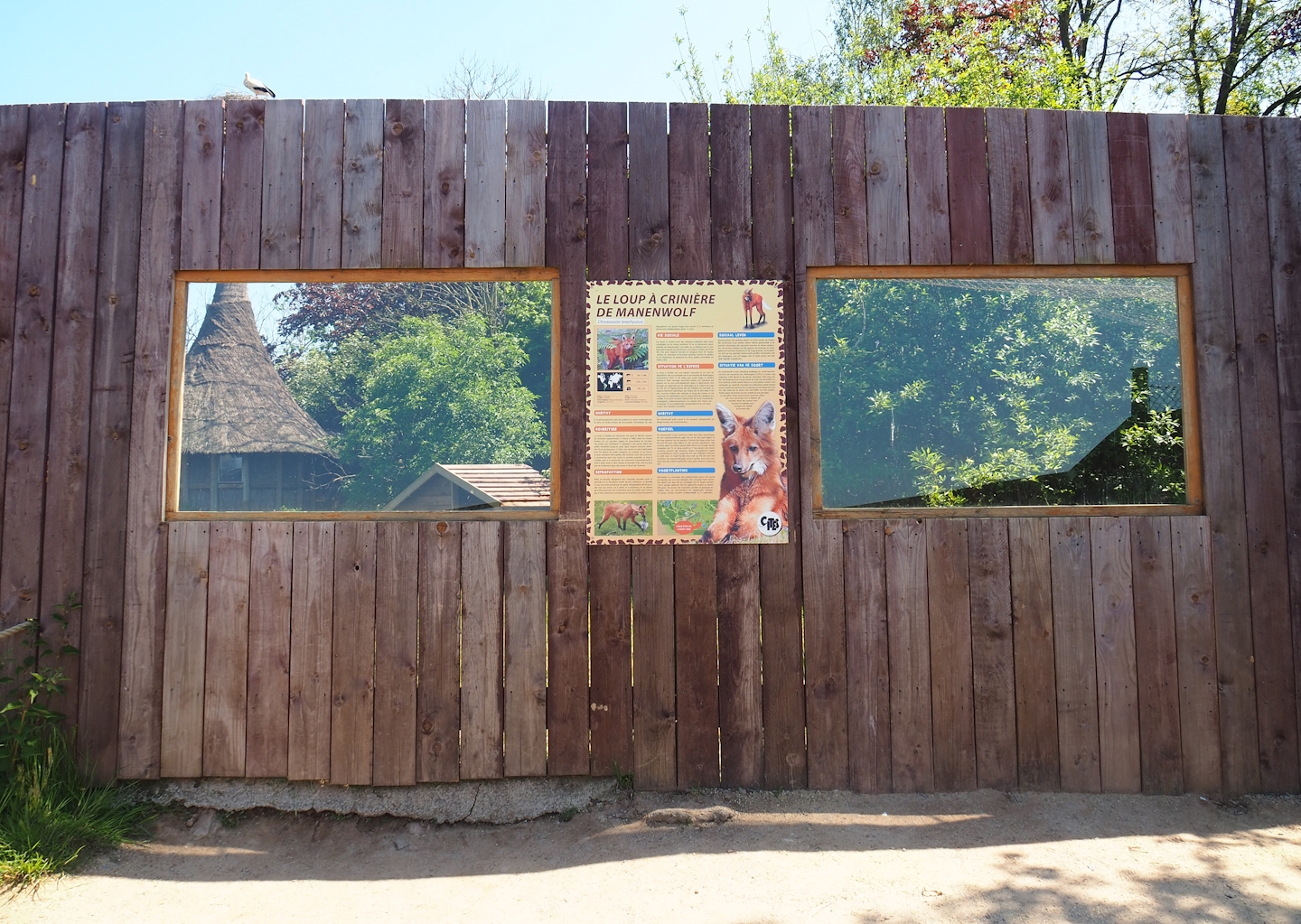Maned wolf viewing windows, 2023-05-19