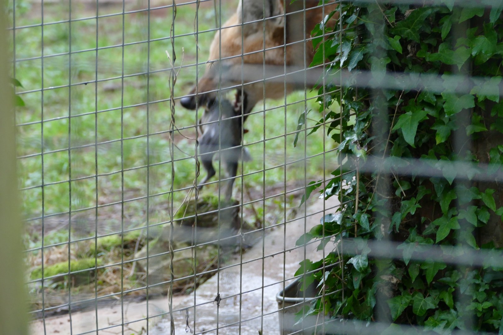 Maned Wolf with catch, December 2018