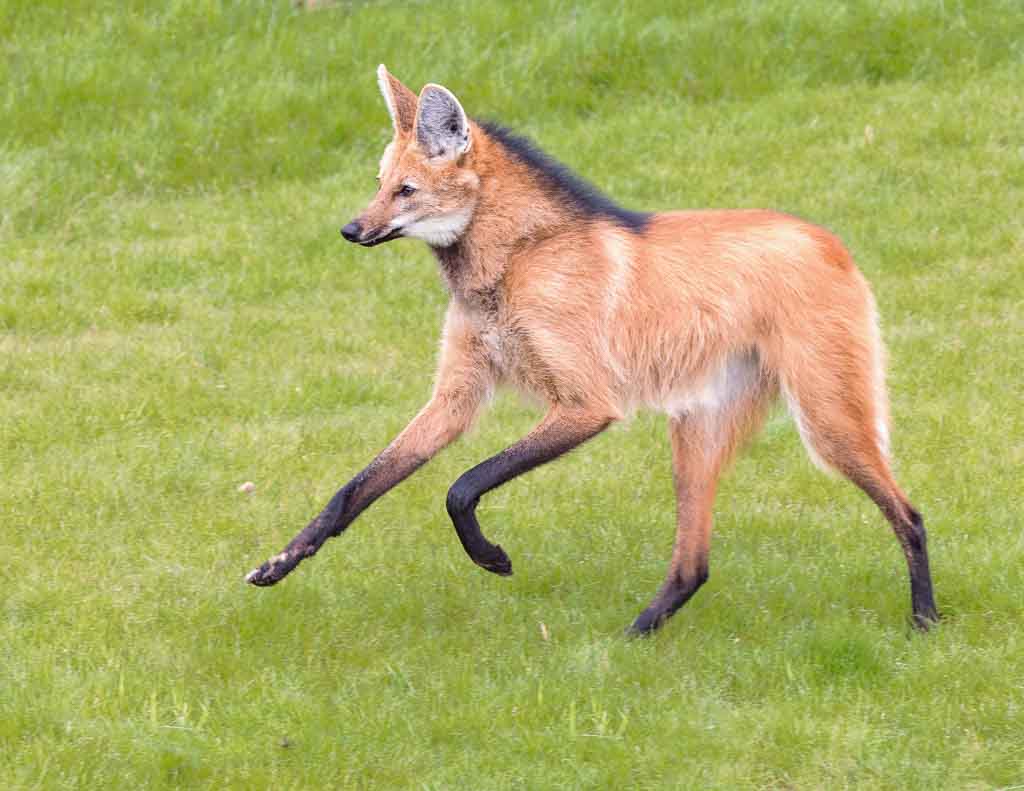 Maned Wolf @ YWP