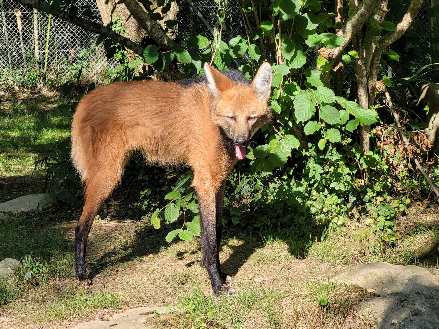 Maned wolf -Zoo d'Asson (2022)