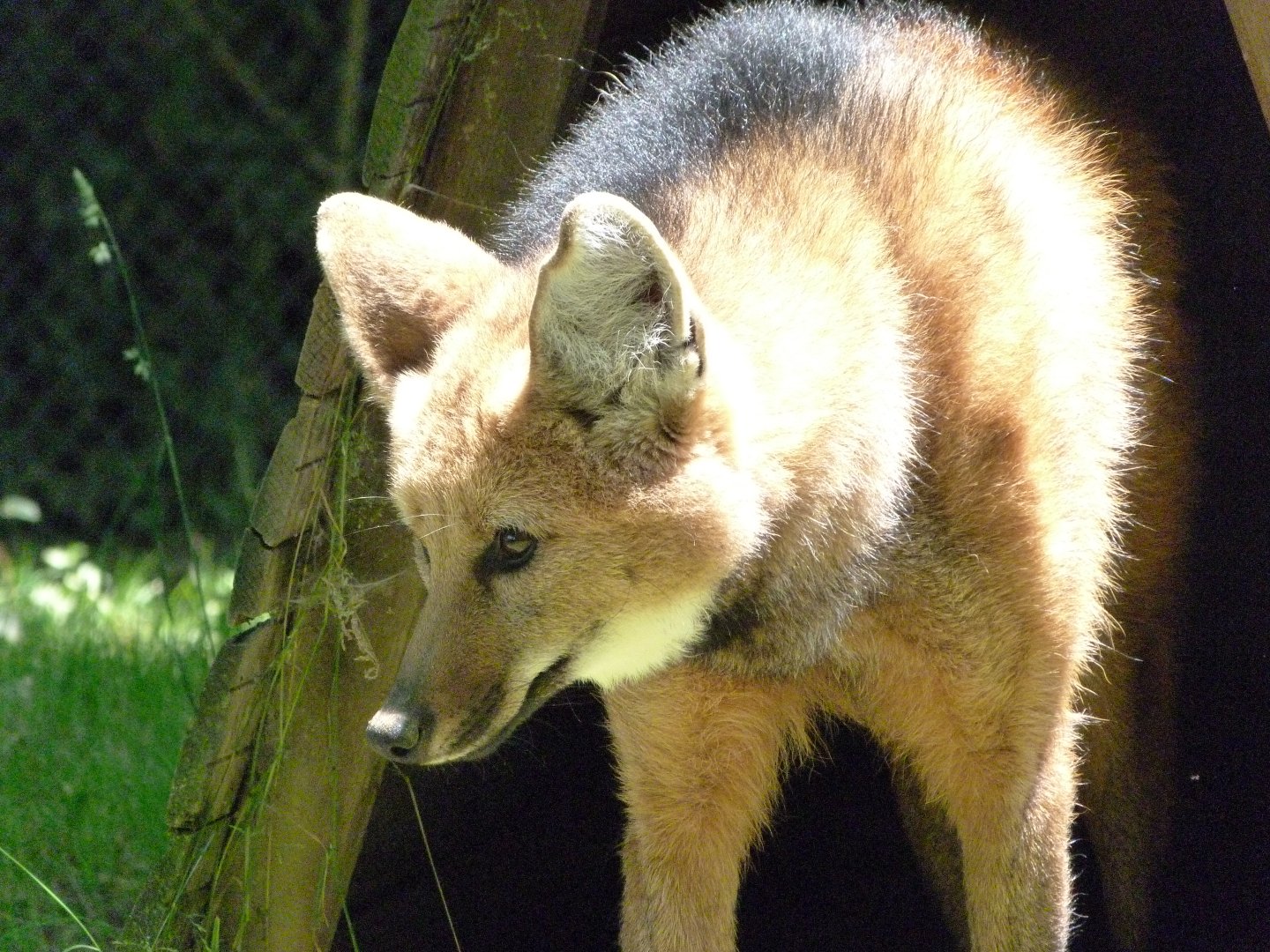 Maned wolf -Zoo d'Asson (2025)