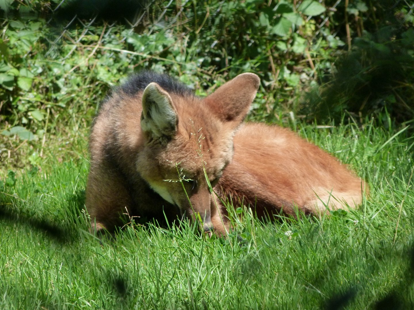 Maned wolf -Zoo d'Asson (2025)