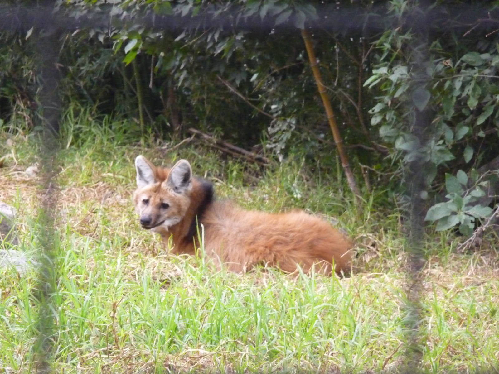 MANED WOLF ZOO DE BUENOS AIRES