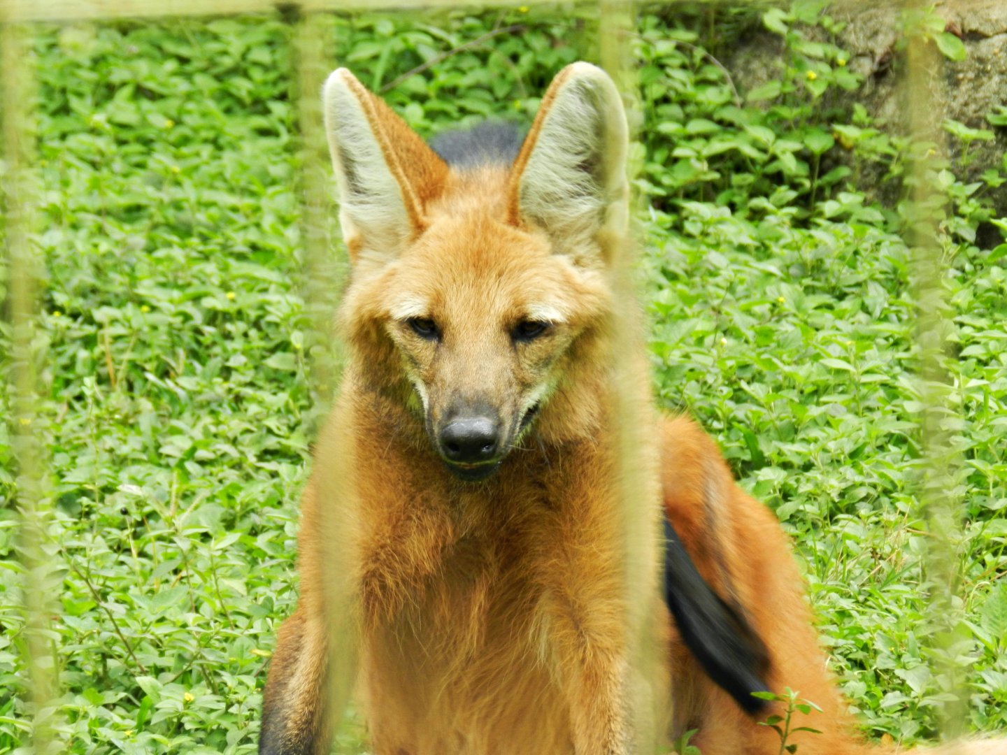 Maned wolf - Zoo São Paulo