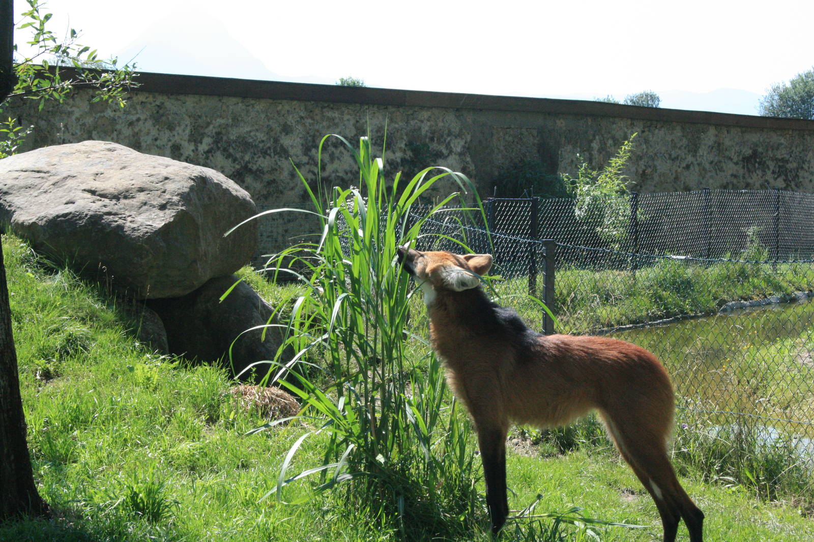 maned wolf-zoo trip Europe 2008