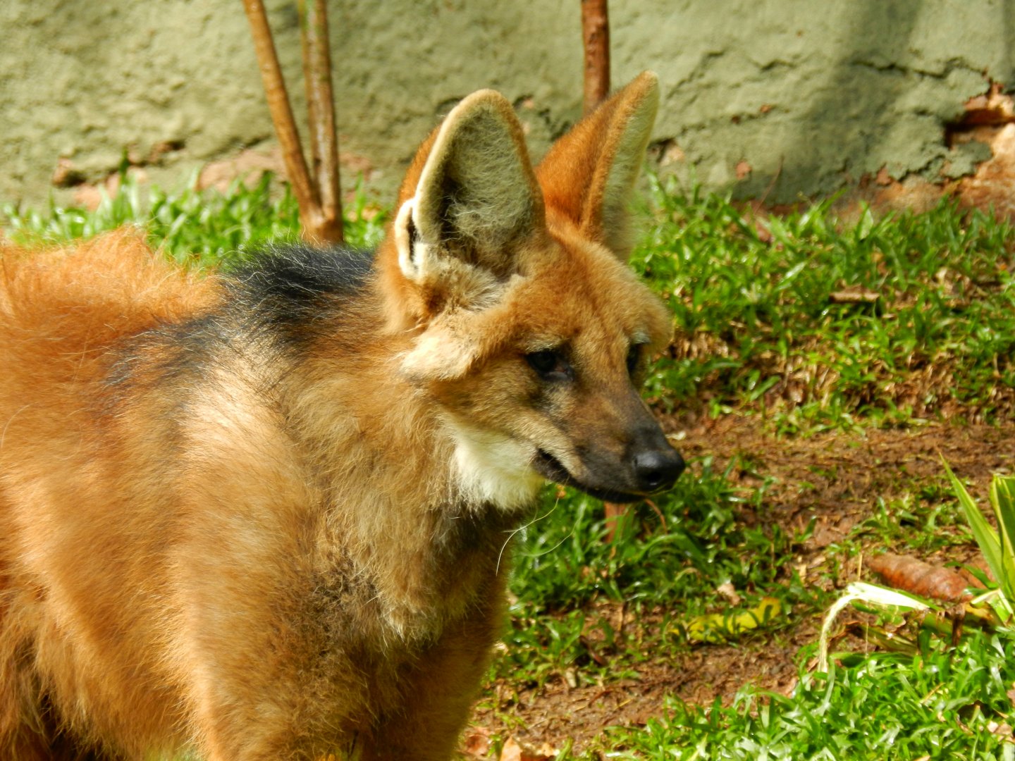 Maned wolf - Zooparque Itatiba