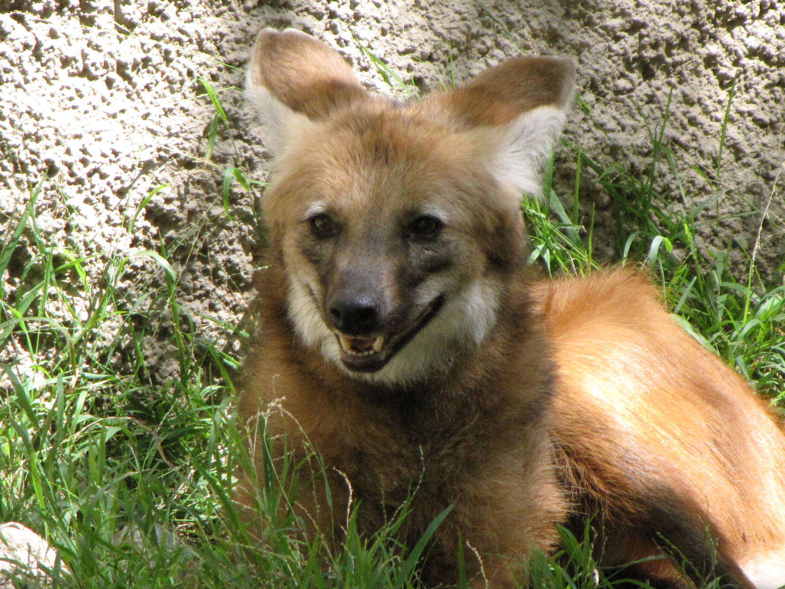 Maned Wolf