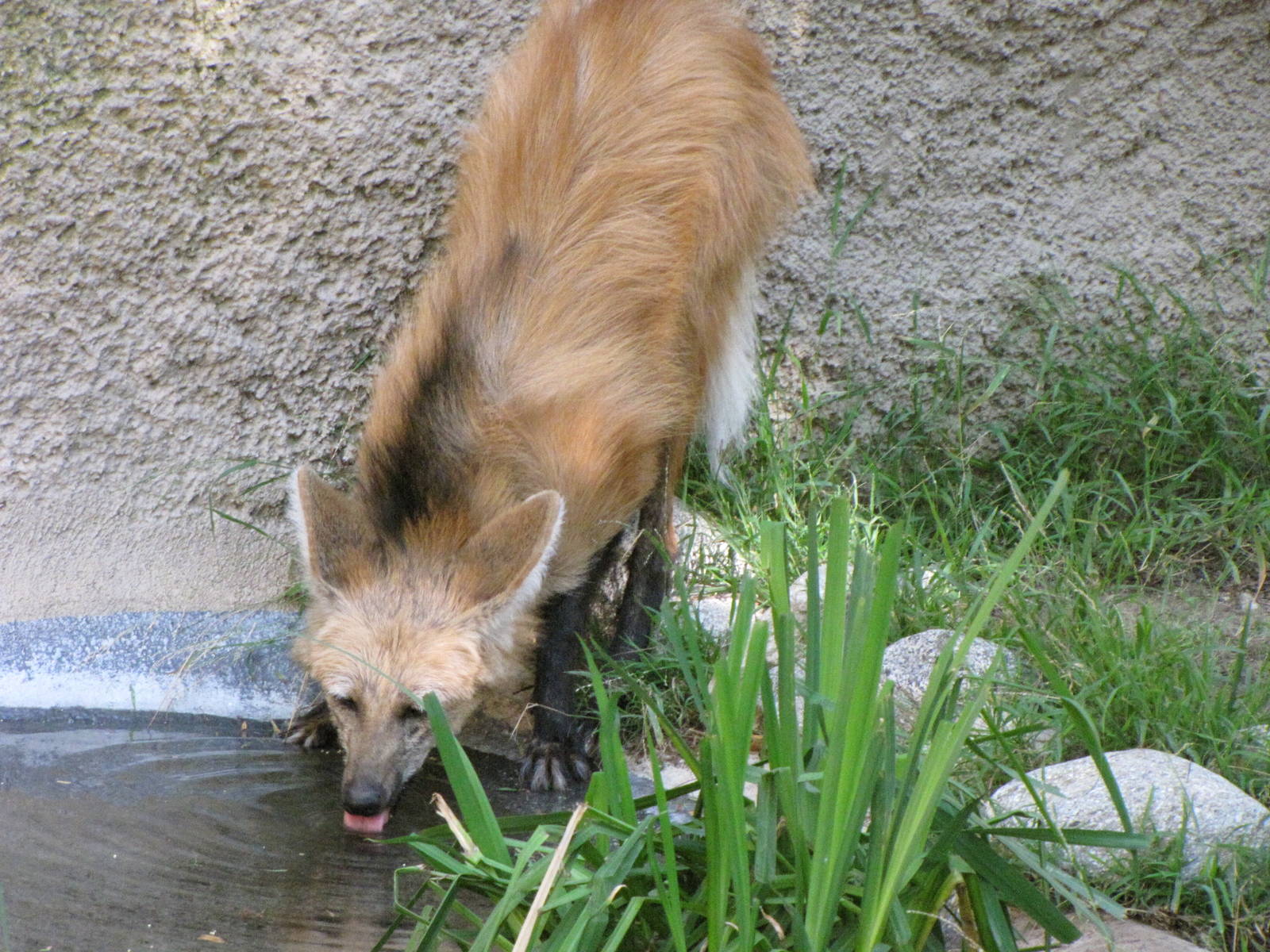 Maned Wolf