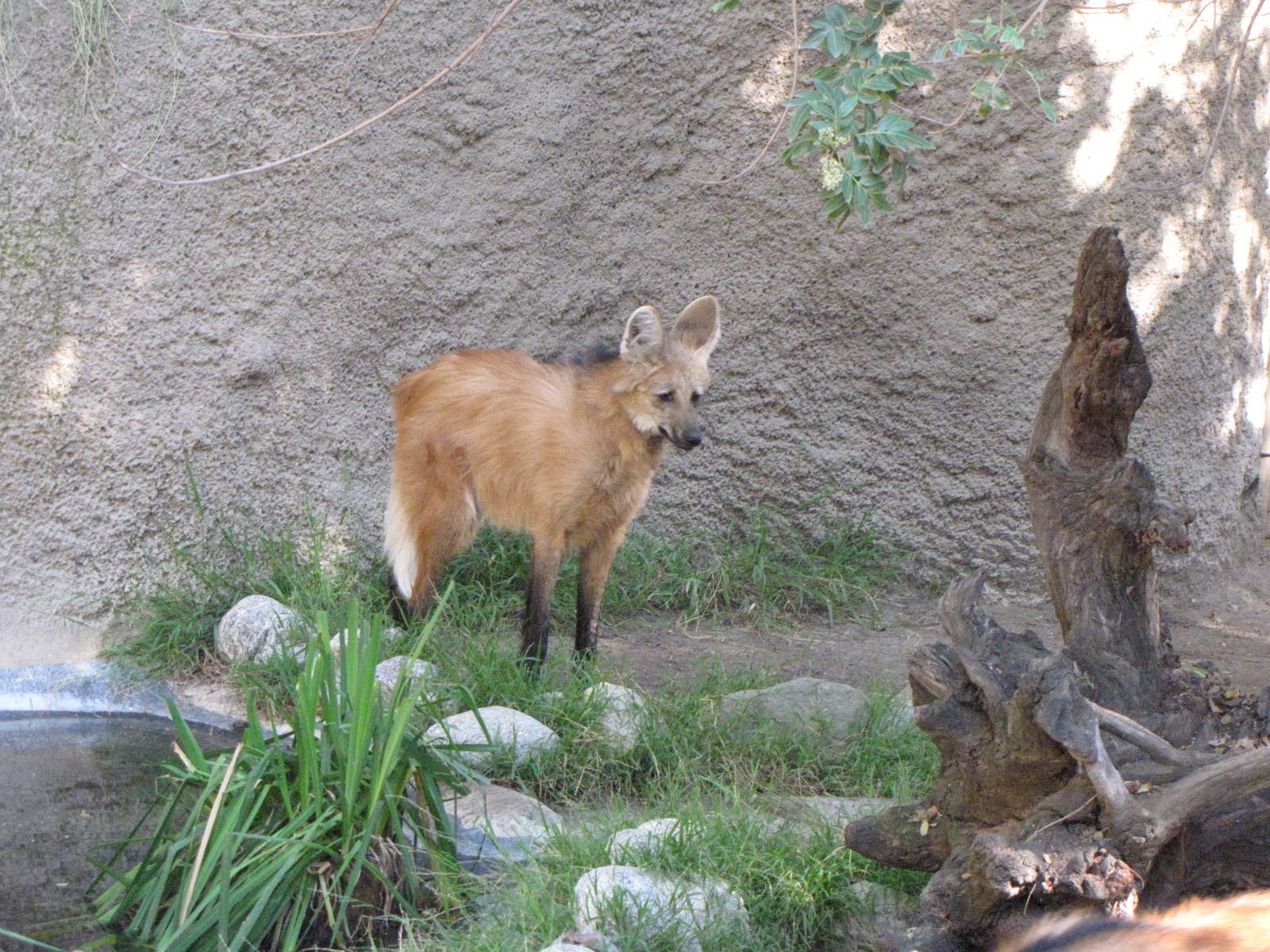 Maned Wolf