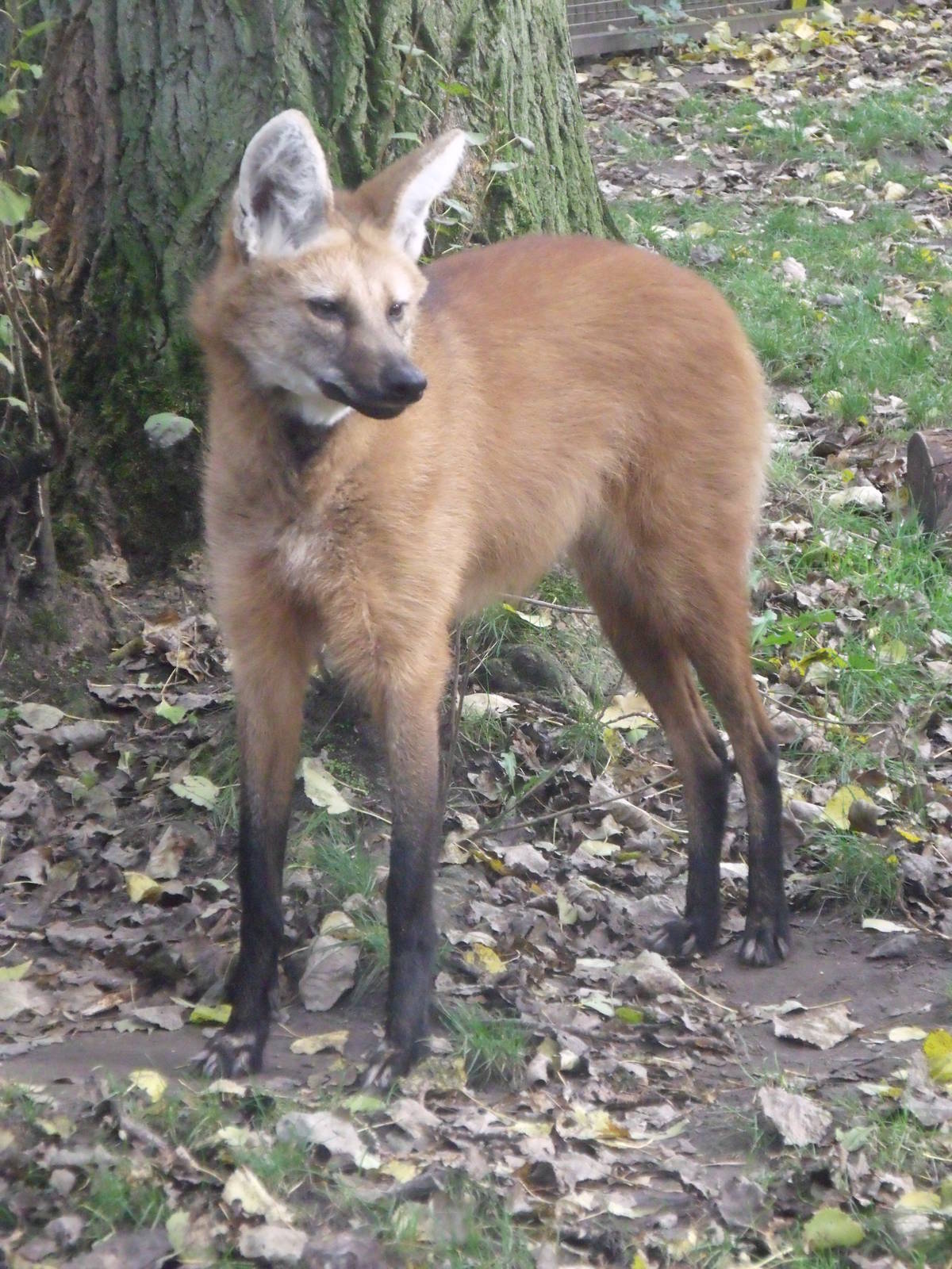 Maned Wolf