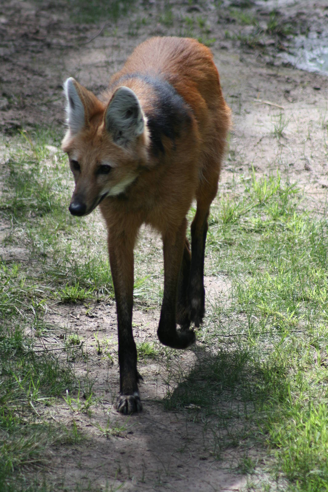 maned wolf