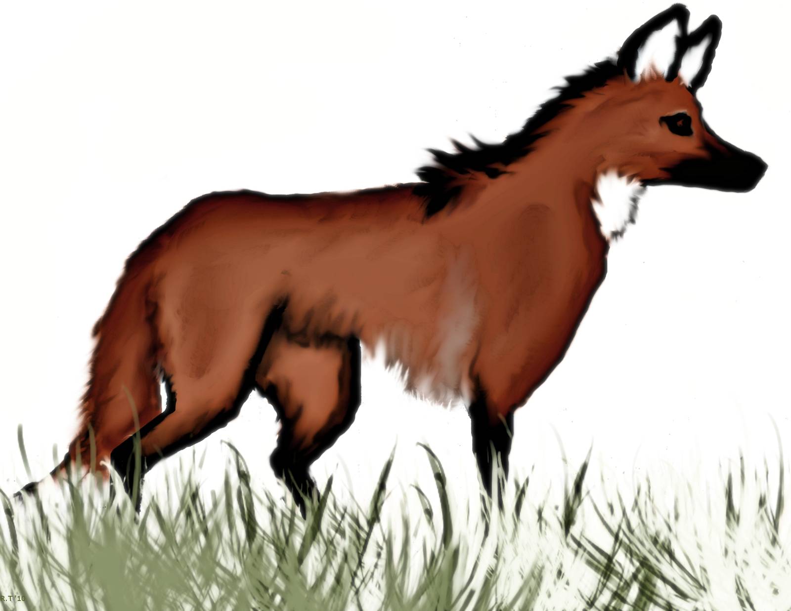 Maned Wolf