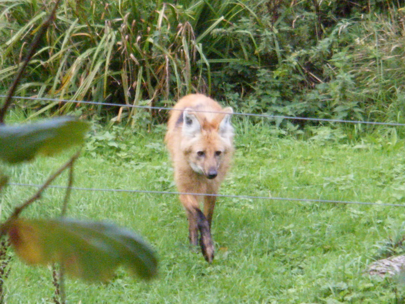 Maned Wolf