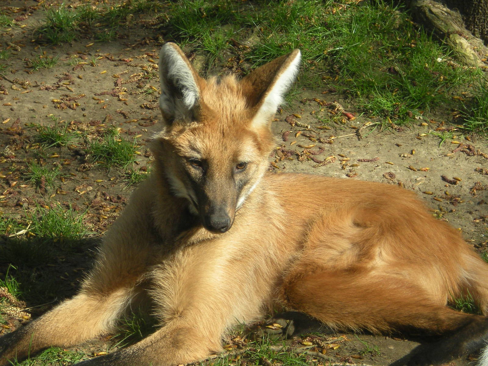 Maned Wolf