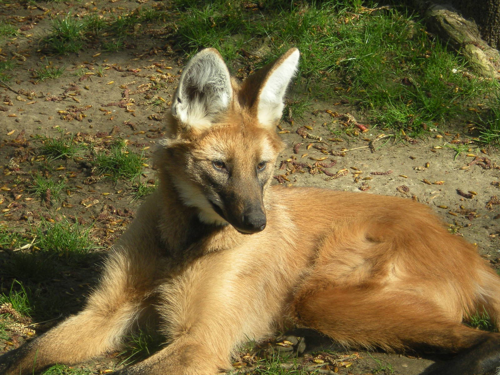 Maned Wolf