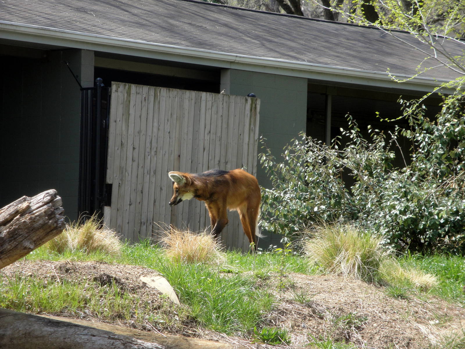 Maned Wolf