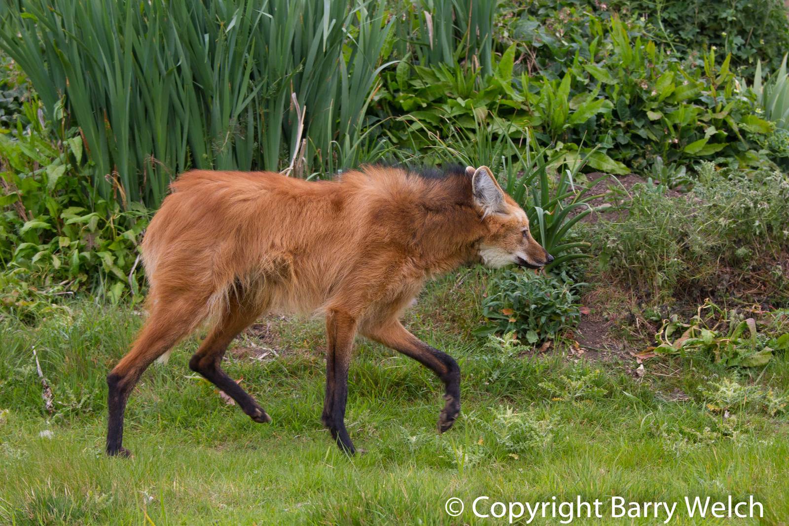 Maned Wolf