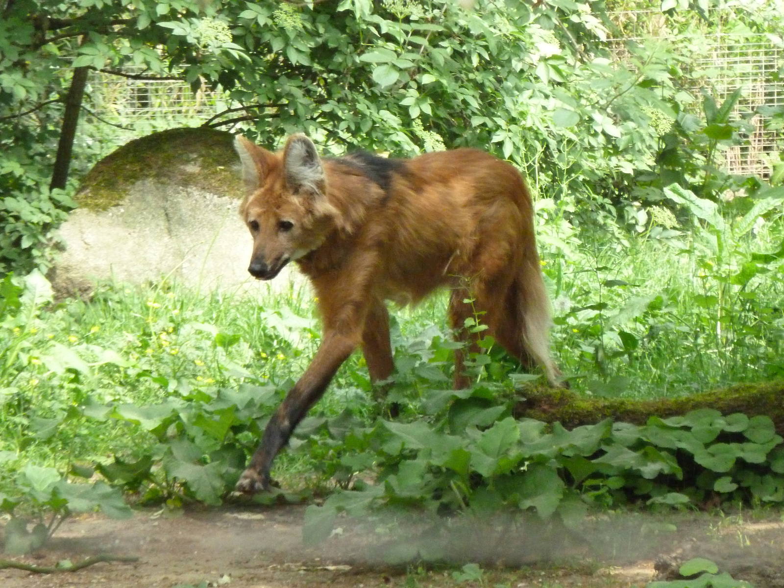 Maned Wolf
