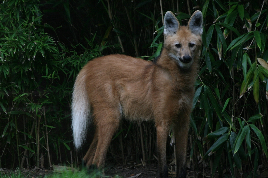 Maned Wolf