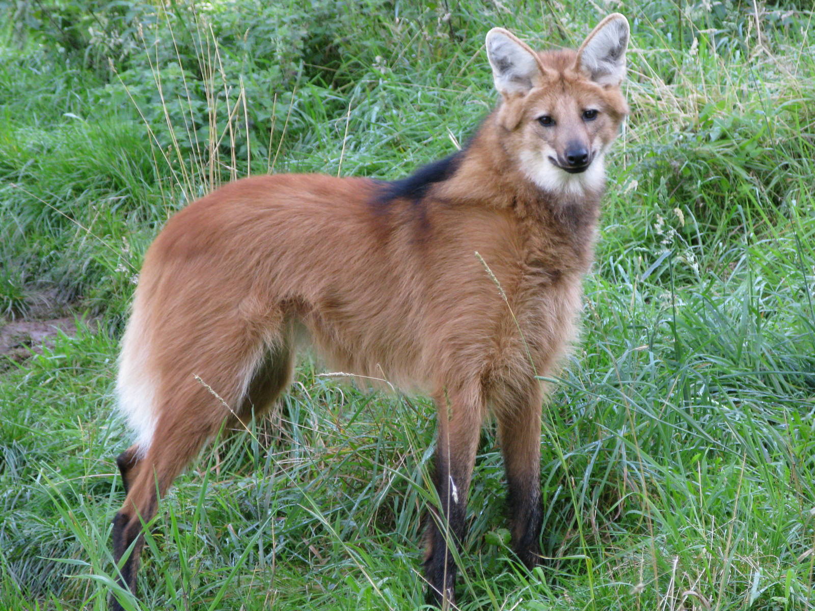 Maned Wolf