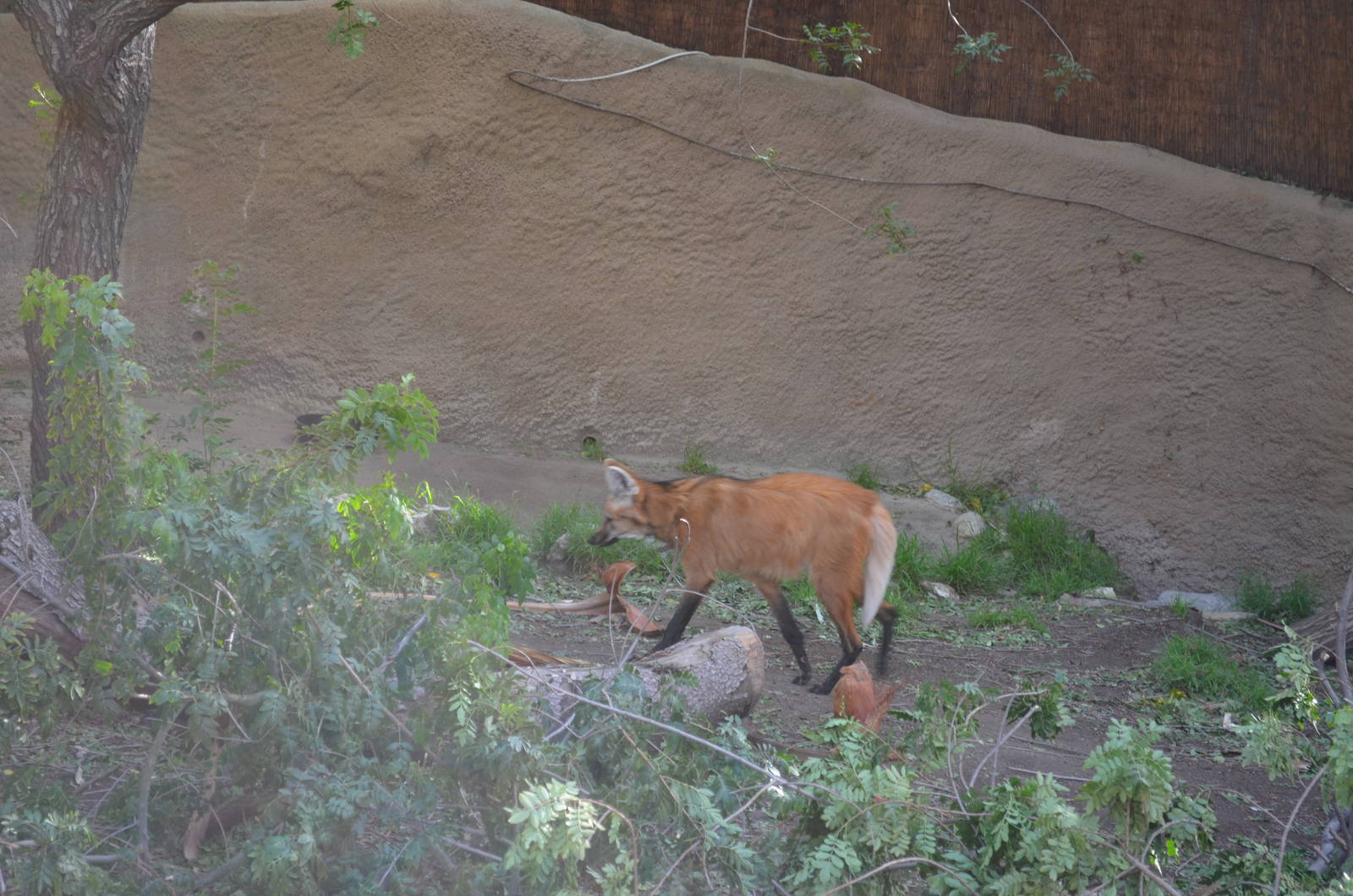 Maned Wolf