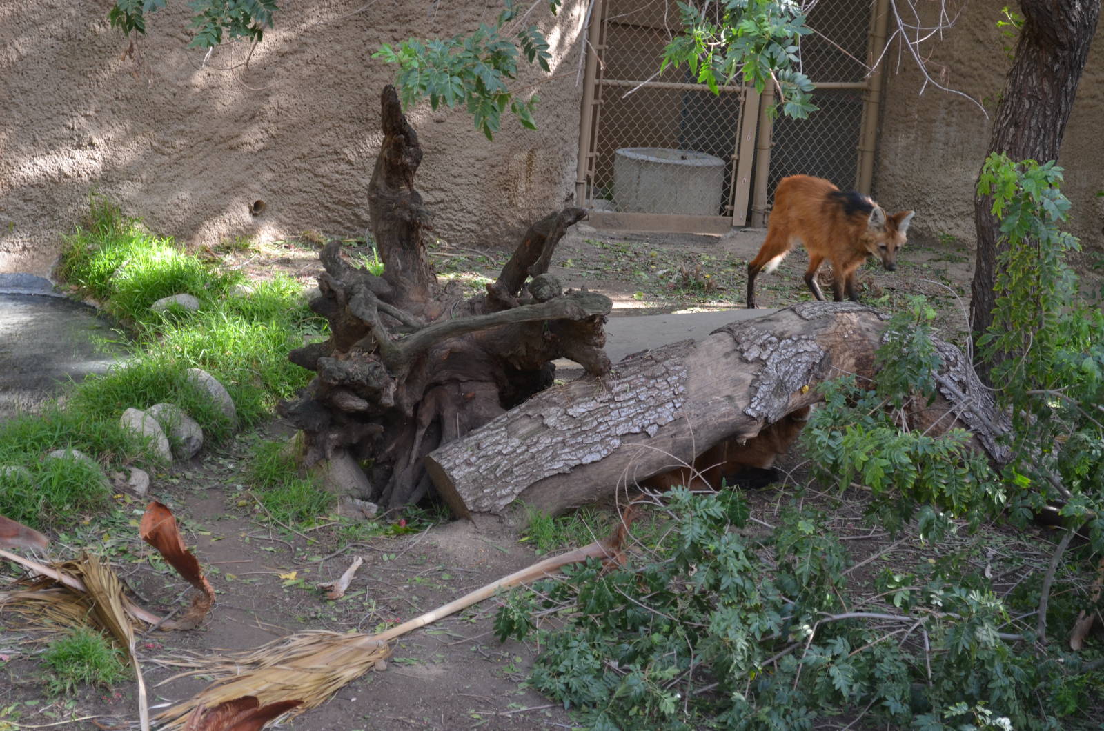 Maned Wolf