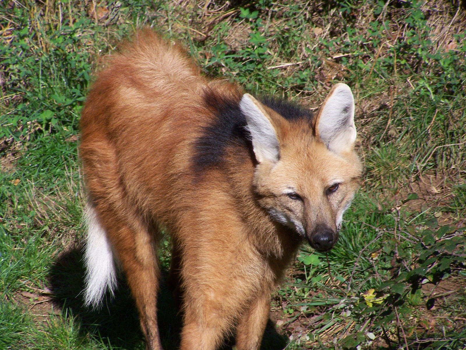 maned wolf