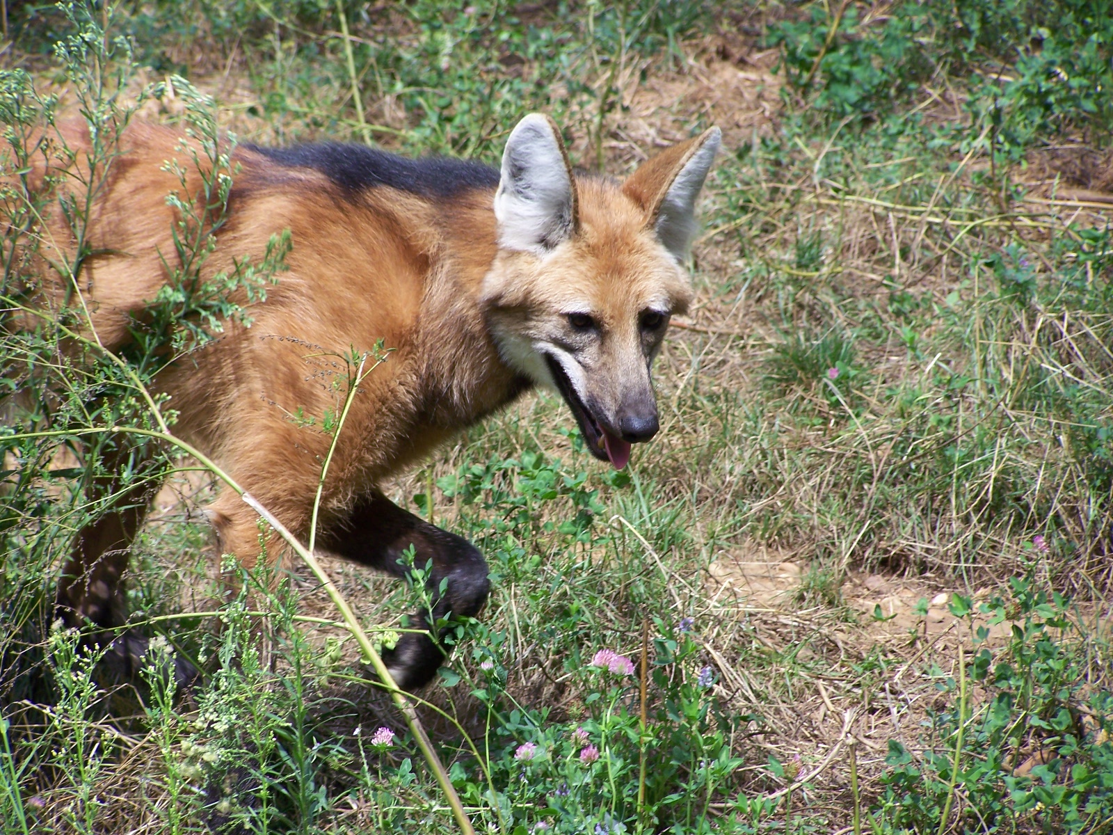 maned wolf