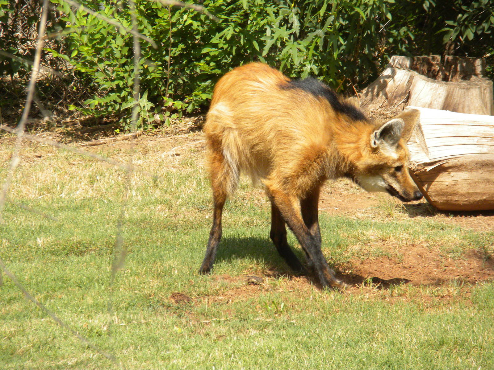Maned Wolf