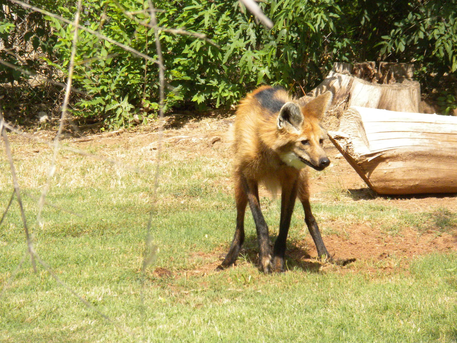 Maned Wolf