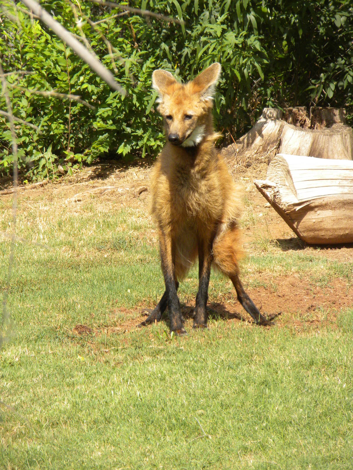 Maned Wolf