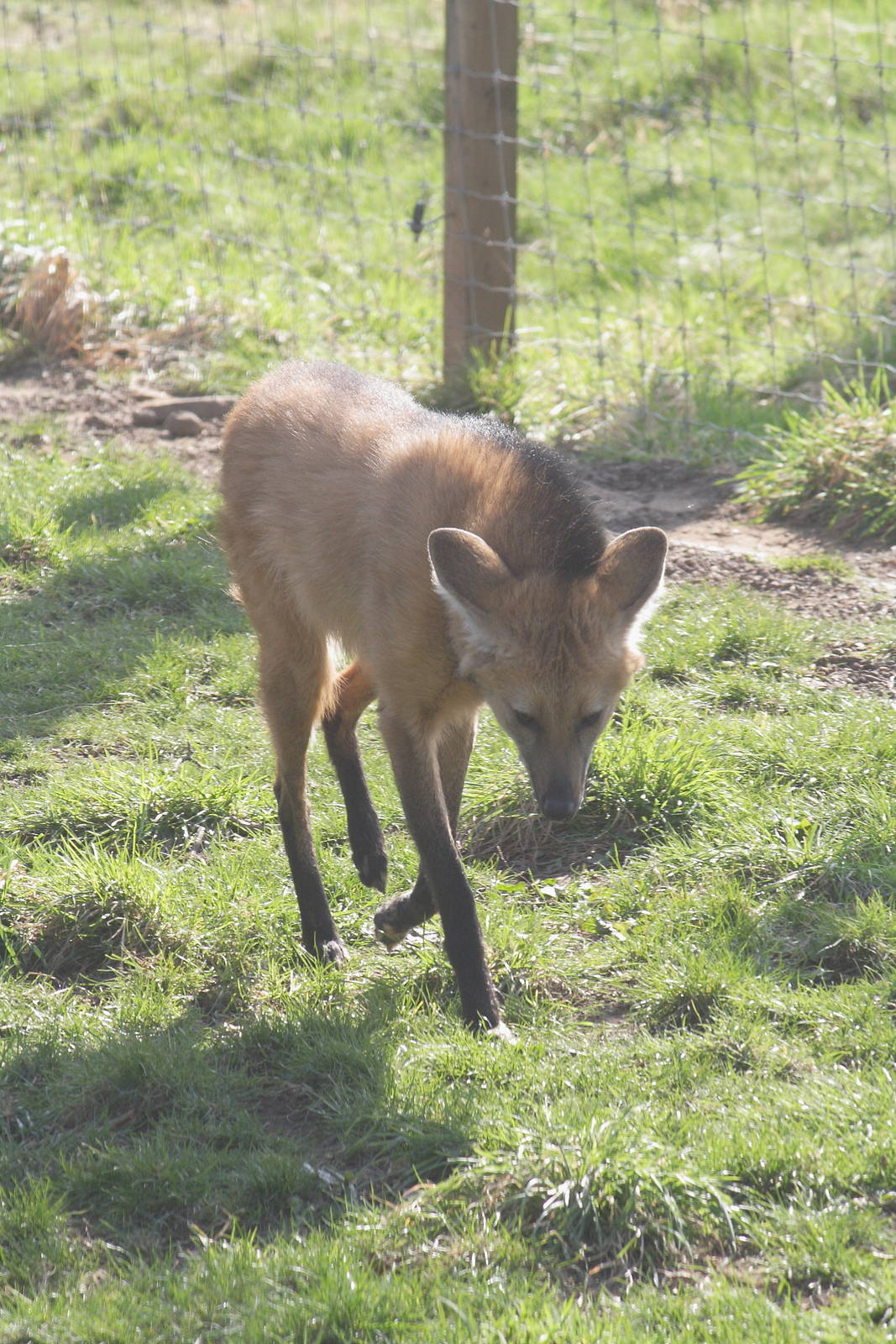 Maned wolf
