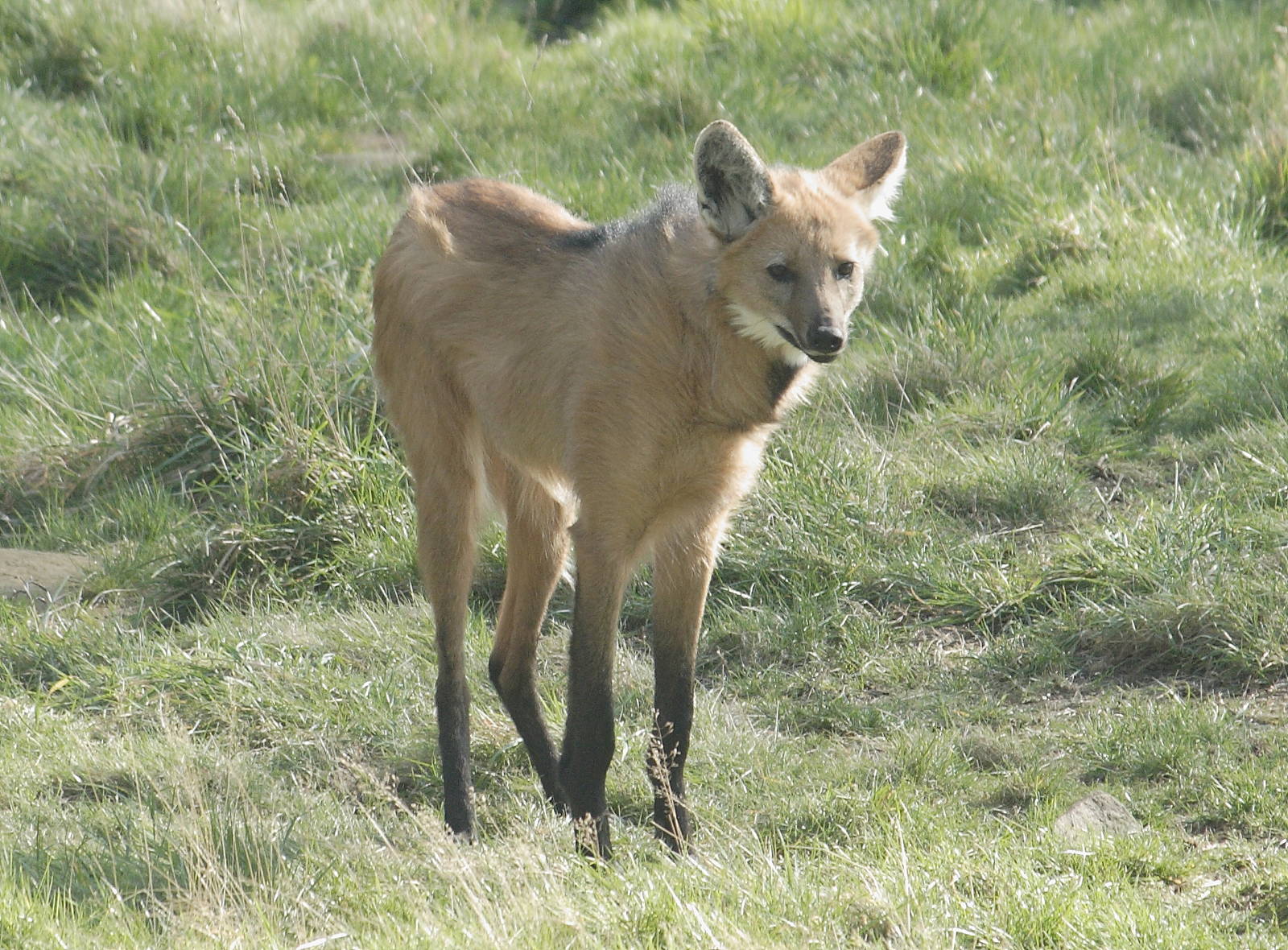 Maned wolf