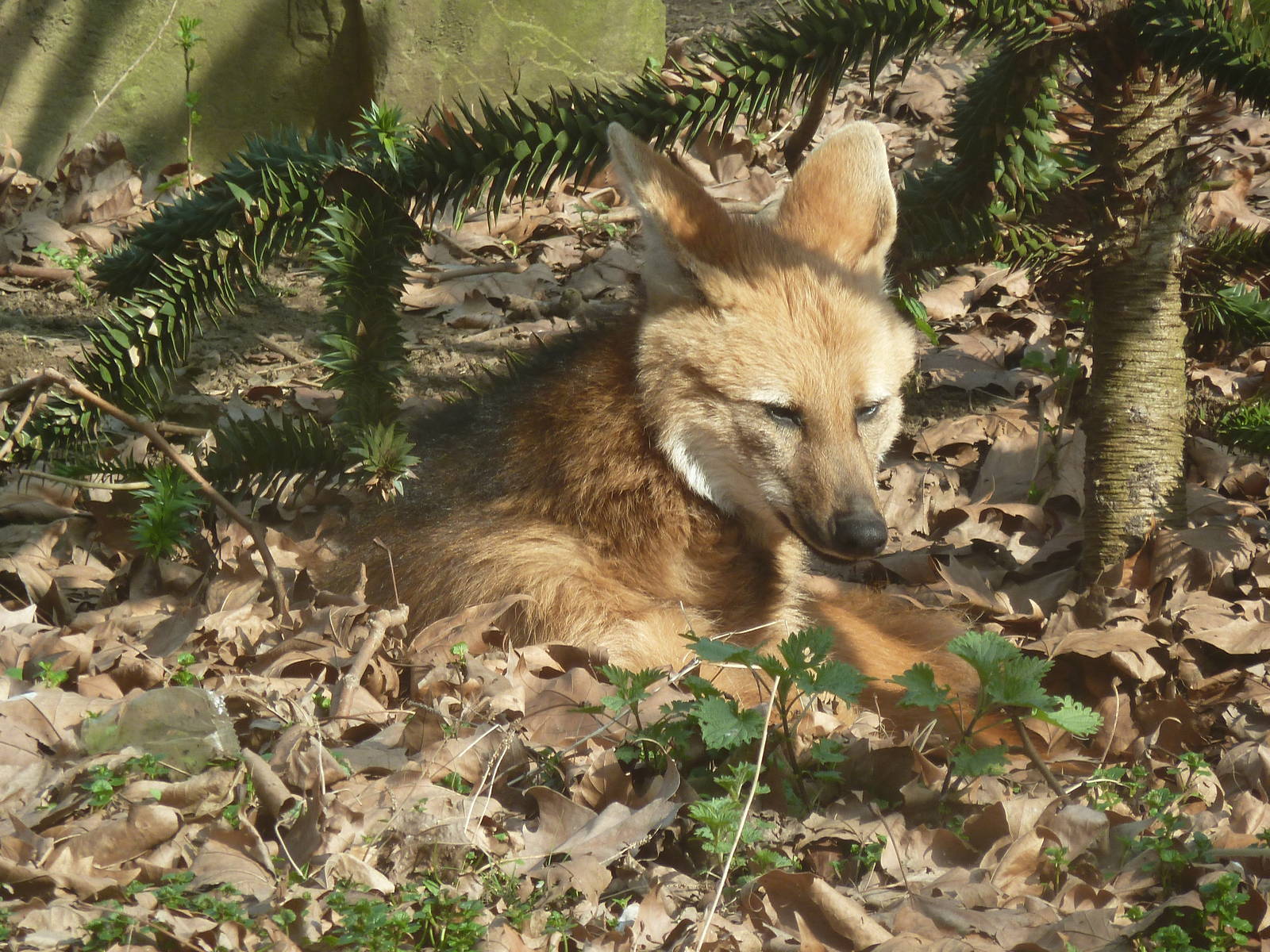 Maned wolf
