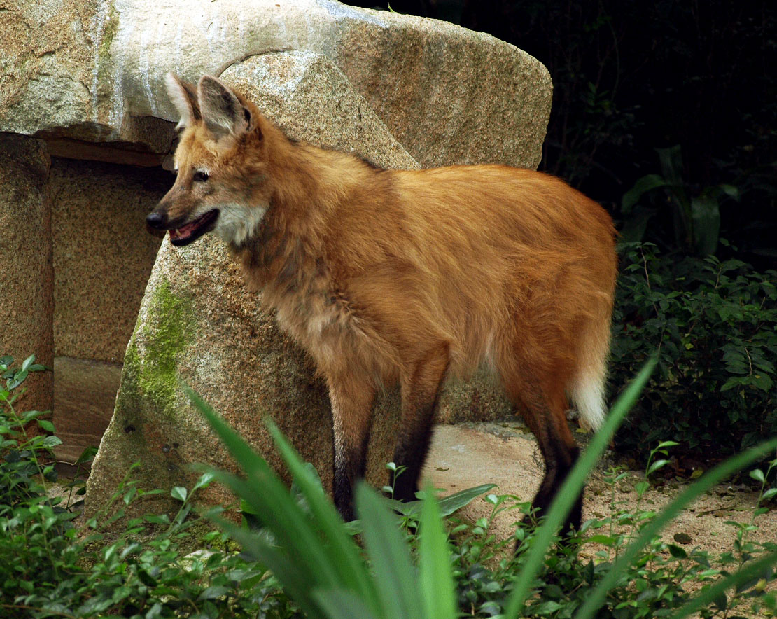 Maned wolf