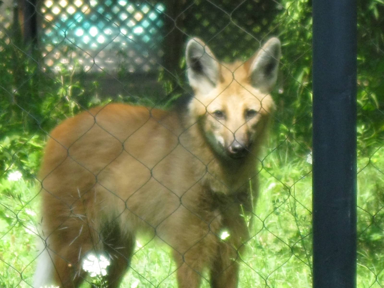 Maned Wolf