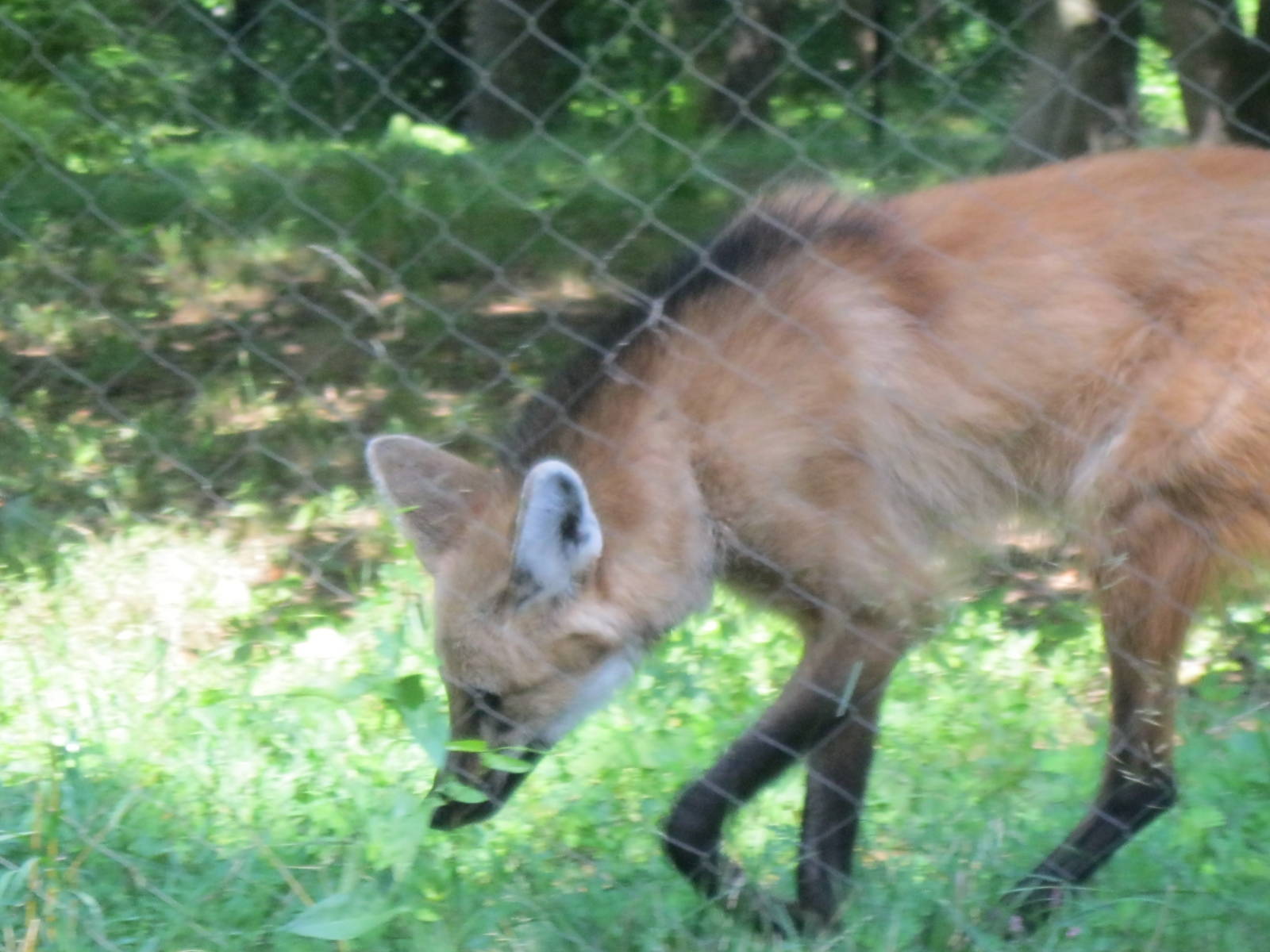Maned Wolf