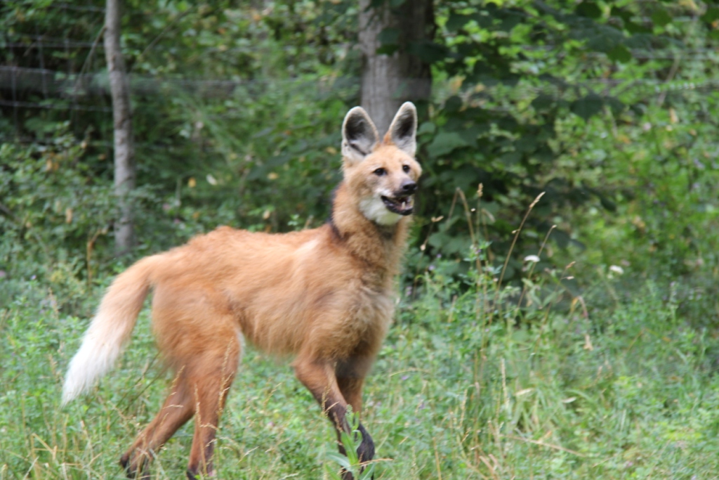 Maned wolf
