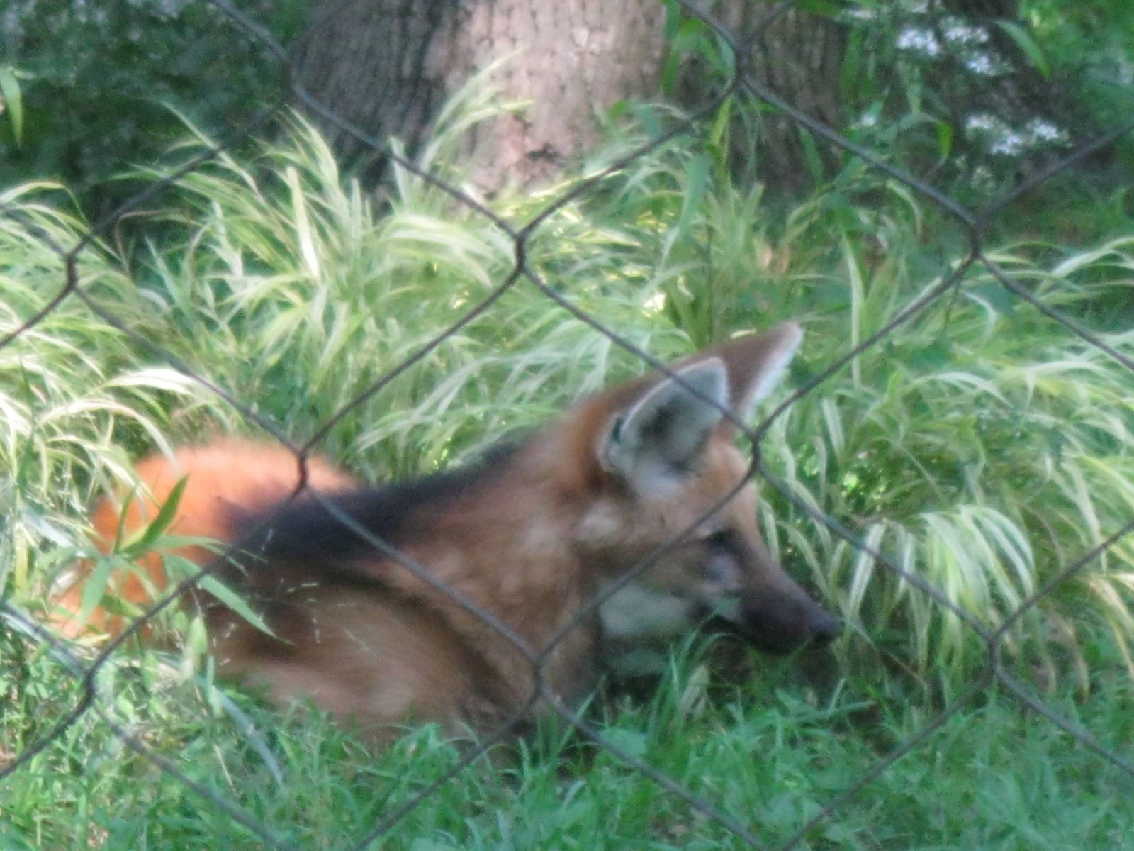 Maned Wolf