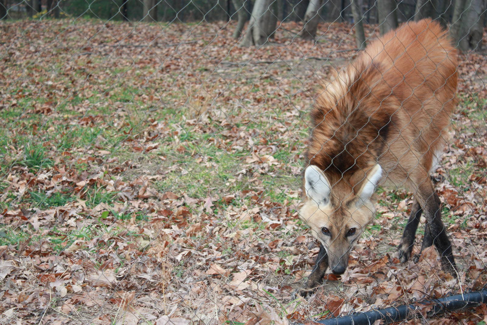 Maned Wolf
