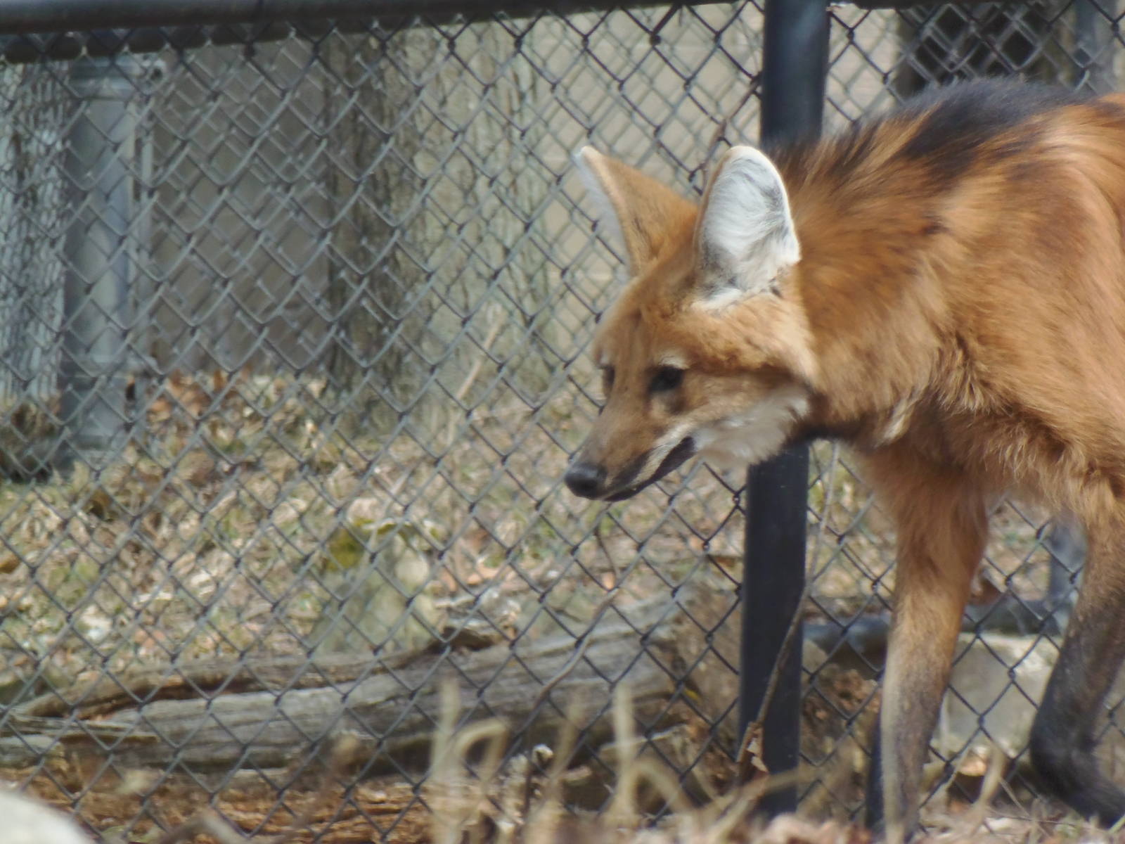 Maned Wolf