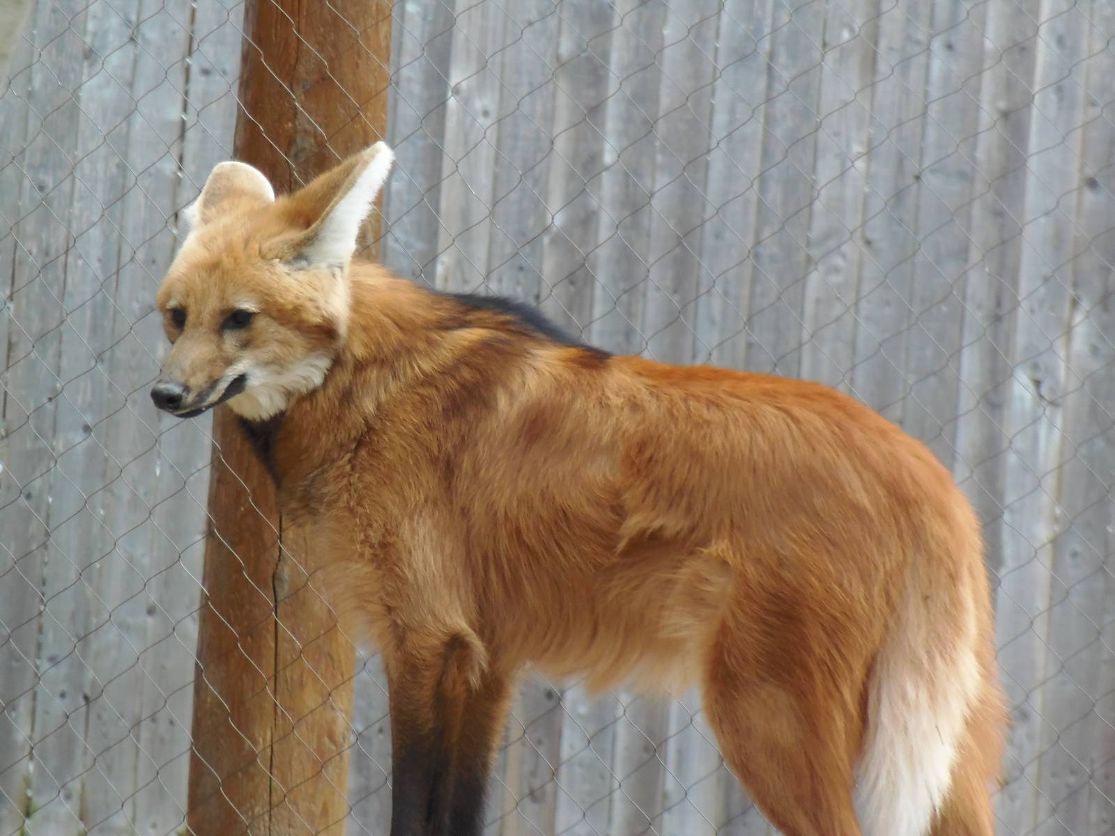 Maned Wolf
