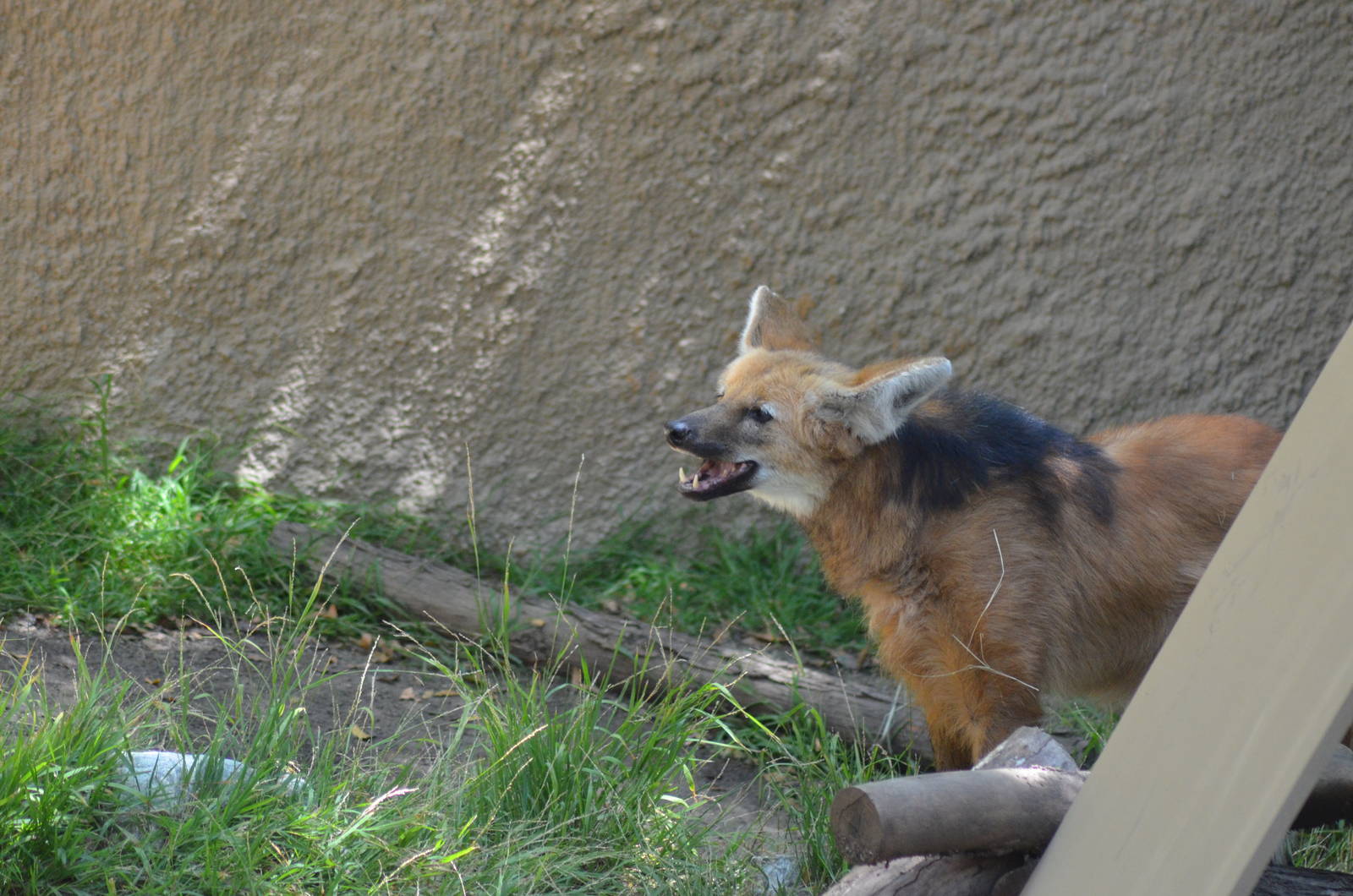 Maned Wolf