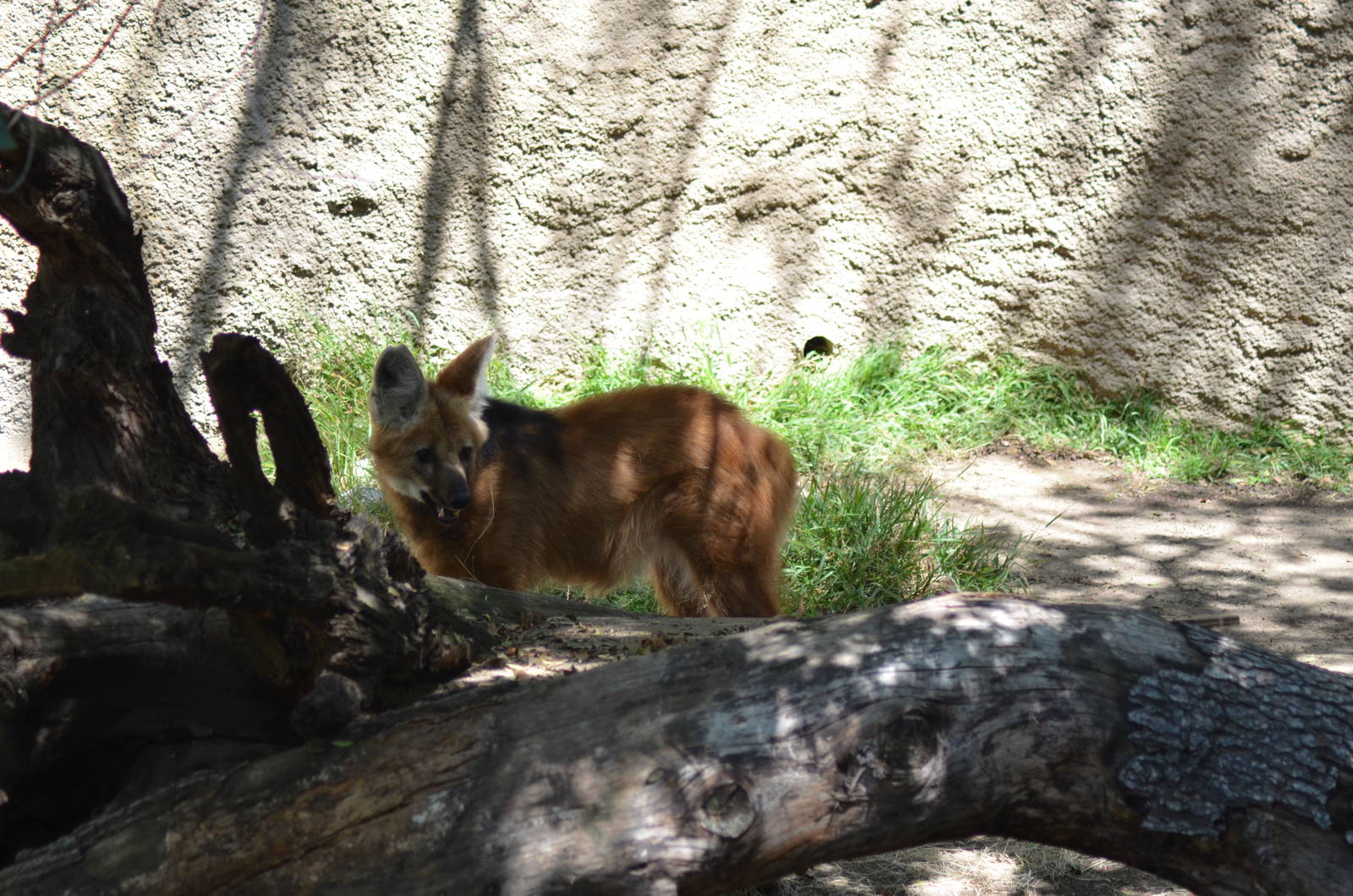 Maned Wolf