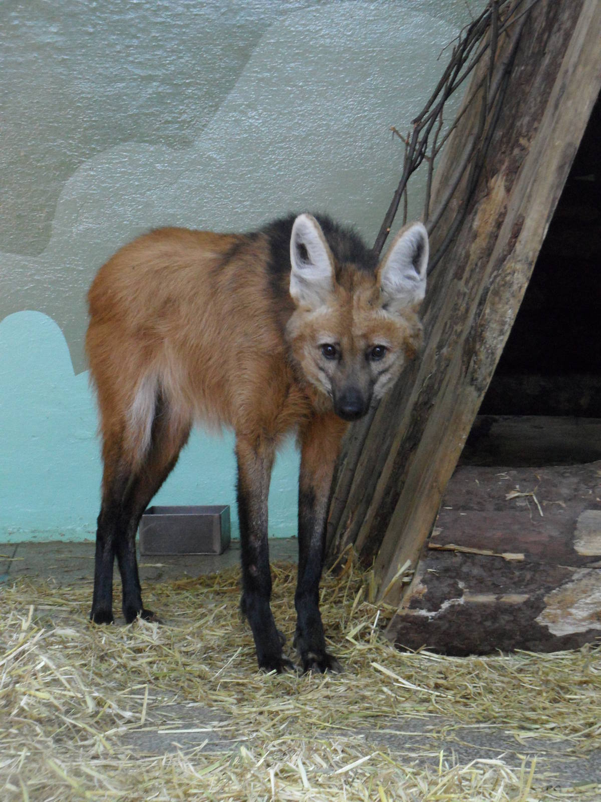 Maned wolf