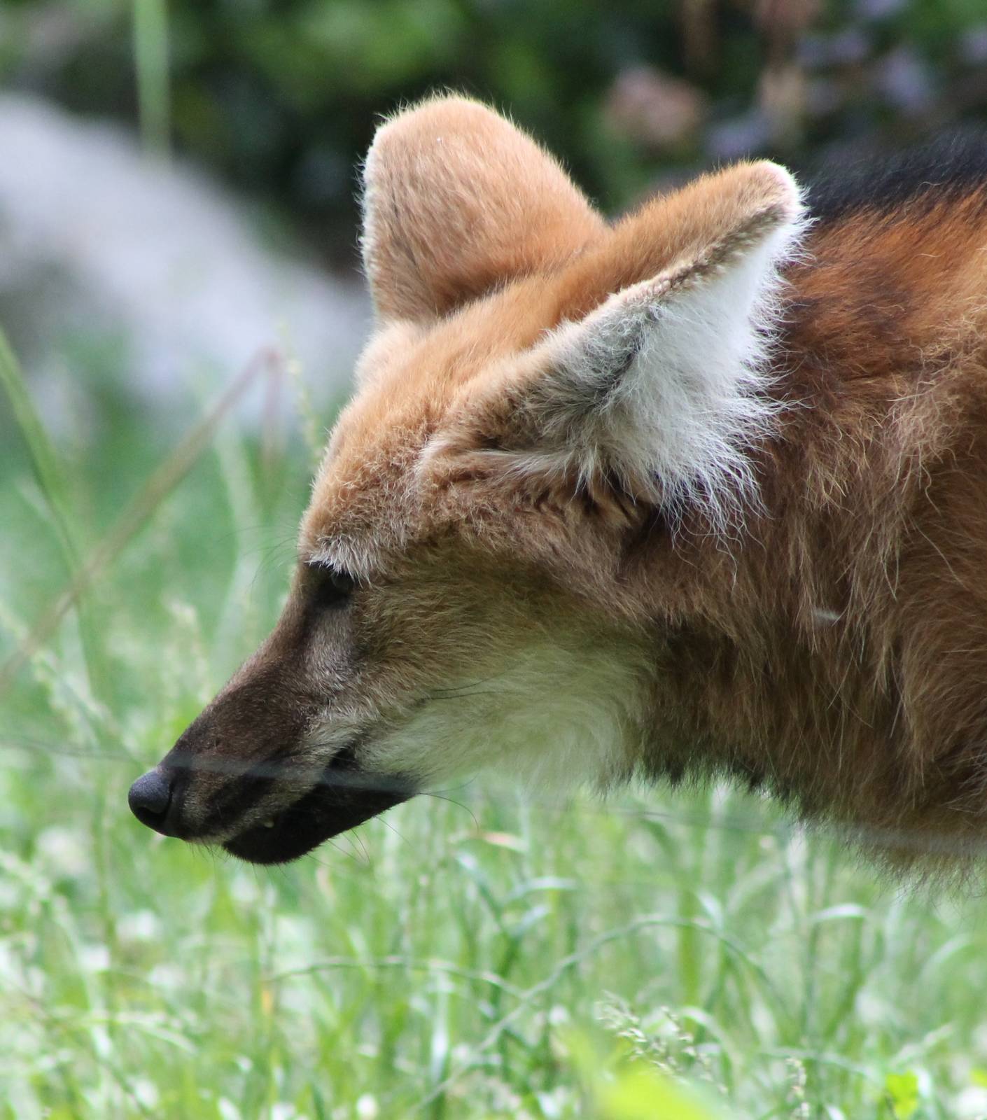 Maned wolf